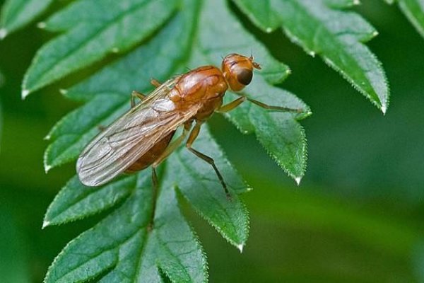 Кракен онион kraken dark link