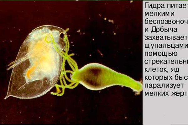 Зайти на кракен через браузер